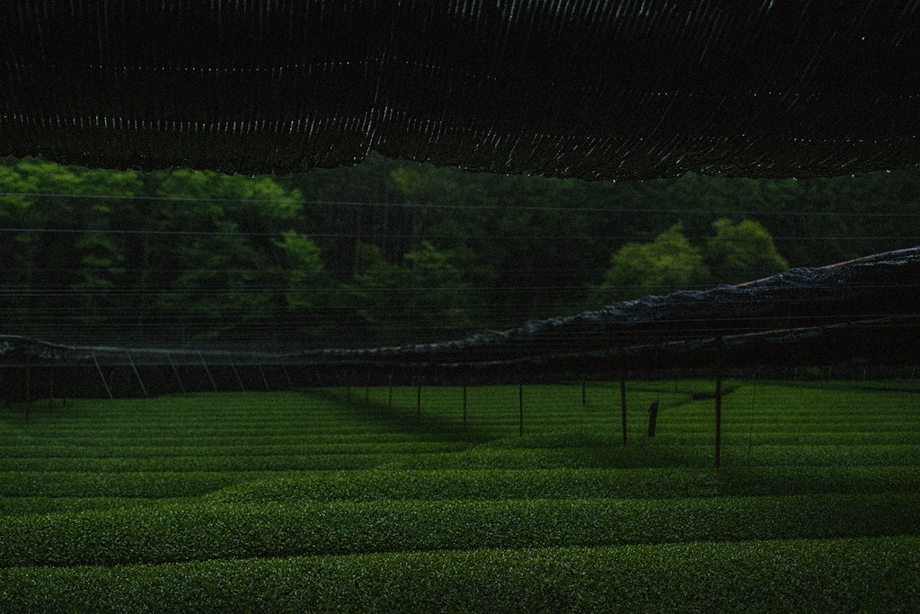 Premium Uji Matcha 30g