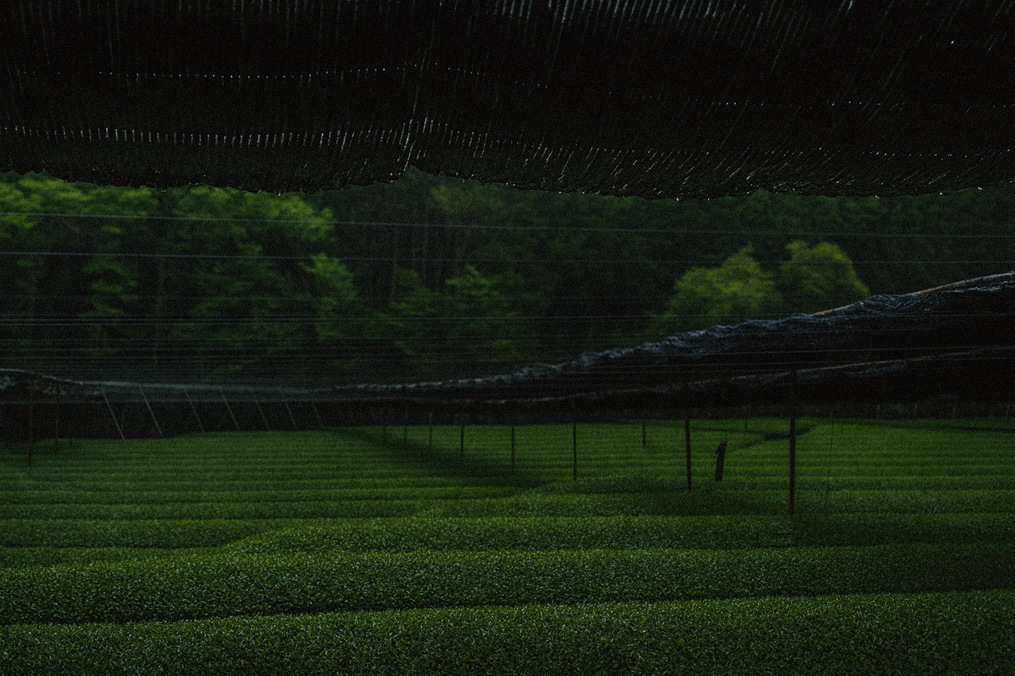 Premium Uji Matcha 30g